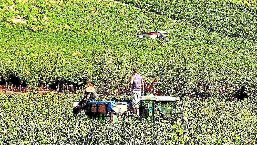 Trabajo en un viñedo de Rioja Alavesa.