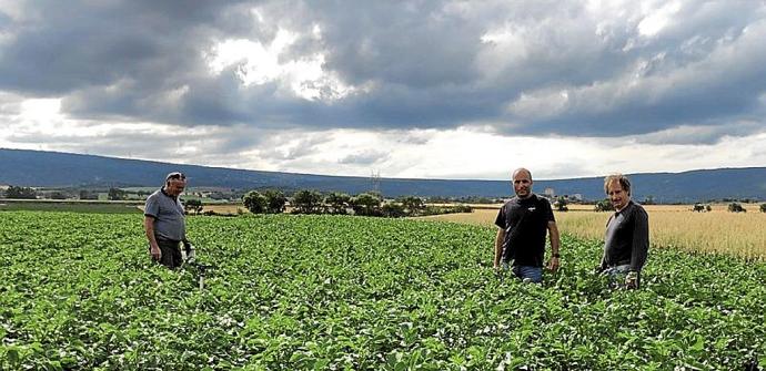 Campo sembrado de patatas. Foto: Pablo José Pérez