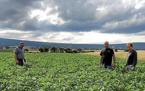 Campo sembrado de patatas. Foto: Pablo José Pérez