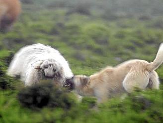 Un perro atacando a una oveja. Foto: Diario Noticias