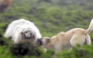 Un perro atacando a una oveja. Foto: Diario Noticias Un perro atacando a una oveja. Foto: Diario Noticias