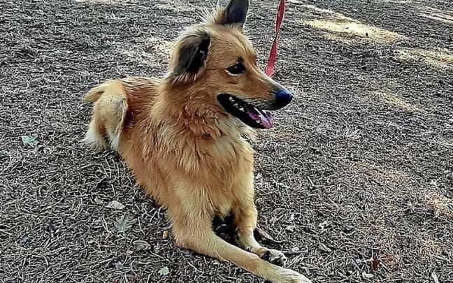 Un perro, durante el XXVIII Día del Pastor.