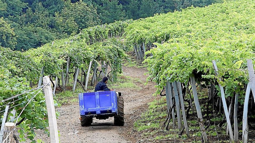 Un vehículo transporta uvas en una cosecha previa en terrenos de la bodega Ameztoi.