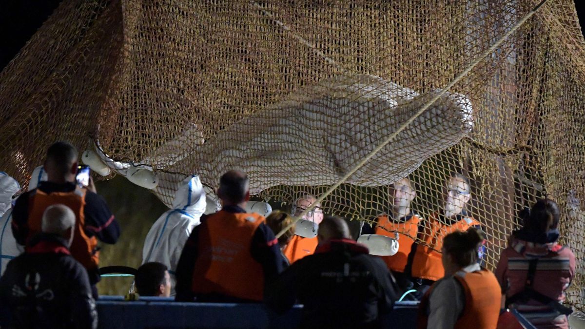 Operación de rescate de la ballena beluga varada en el río Sena (Francia).