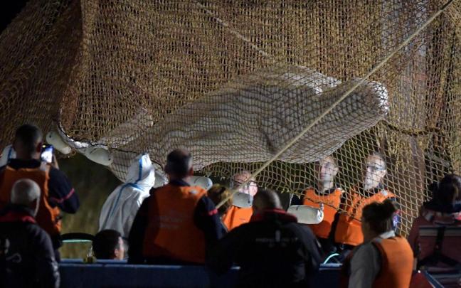 Operación de rescate de la ballena beluga varada en el río Sena (Francia).