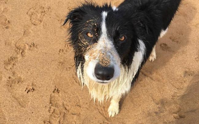Un perro en la playa de Muskiz Un perro en la playa de Muskiz