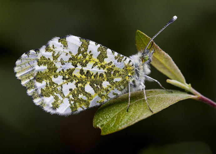 Vitoria acogerá unas jornadas sobre Lepidopterología.