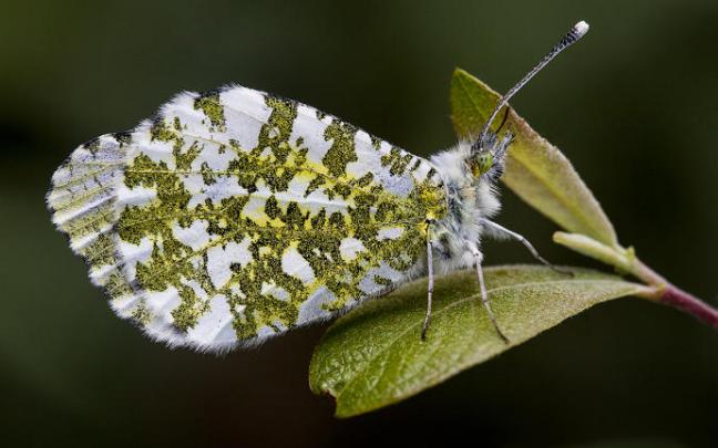 Vitoria acogerá unas jornadas sobre Lepidopterología.