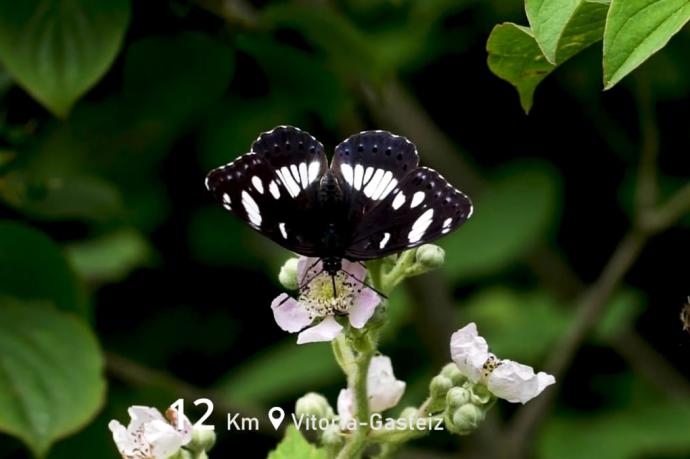 Una mariposa se posa en una flor durante el vídeo de presentación del proyecto.