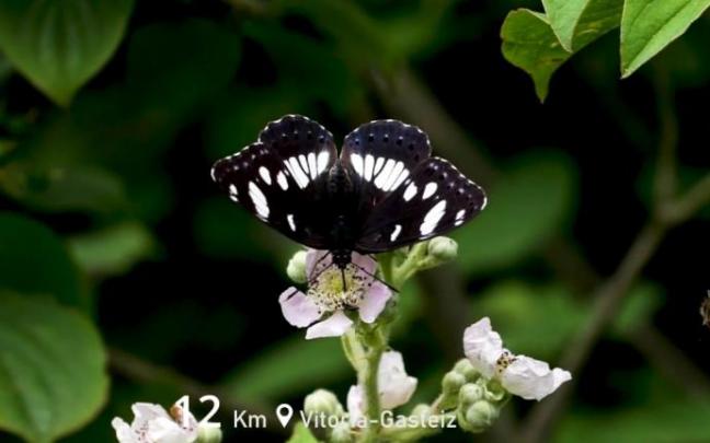 Una mariposa se posa en una flor durante el vídeo de presentación del proyecto.