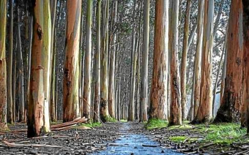 Plantación de eucaliptos.