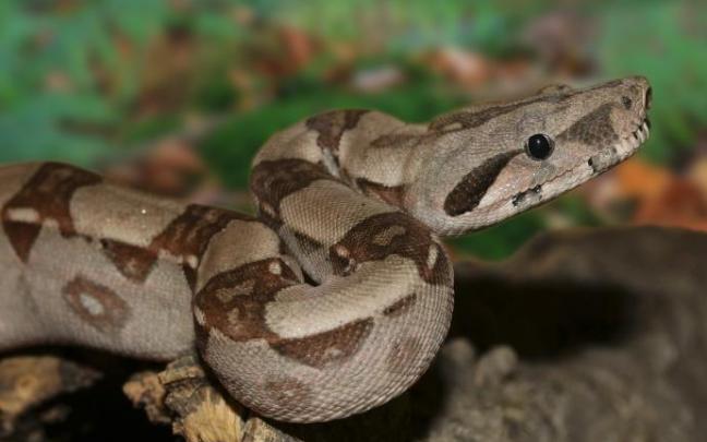 Una boa constrictor. Una boa constrictor.