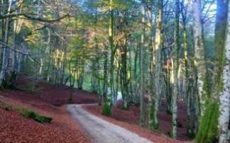 La hojarasca desnuda los árboles y alfombra los caminos en la Regata de Irurita.