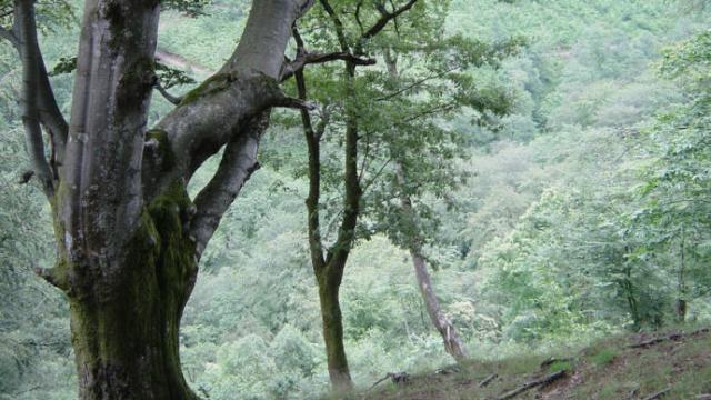 Los ratios de superficie arbolada han aumentado en los últimos años.
