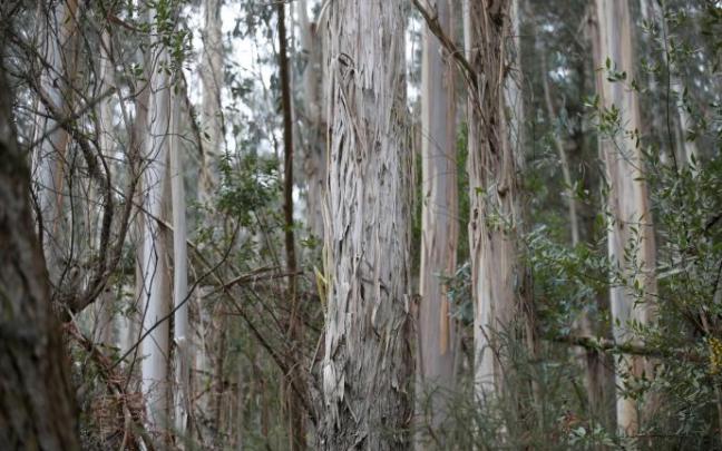 Un bosque de eucaliptos en plena reserva de Urbaibai.