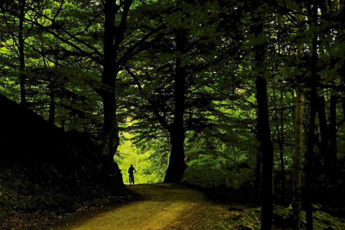 La importancia de los bosques tendrá protagonismo en la jornada.