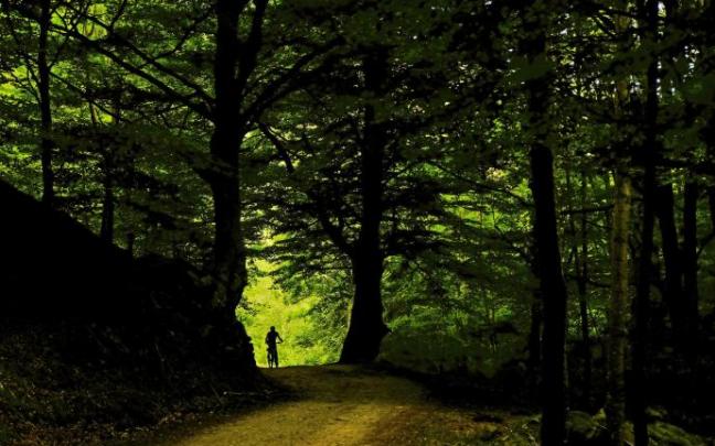 La importancia de los bosques tendrá protagonismo en la jornada.