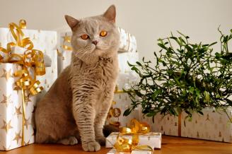 Nuestras mascotas también participan del espíritu fraterno de la Navidad y reciben sus merecidos regalos.