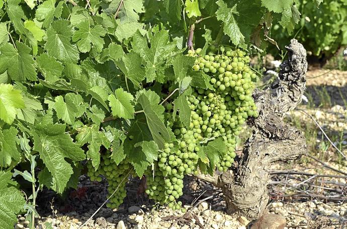 Varios racimos cuelgan de un viñedo en una finca de Rioja Alavesa.