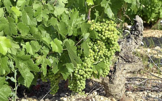Varios racimos cuelgan de un viñedo en una finca de Rioja Alavesa. Varios racimos cuelgan de un viñedo en una finca de Rioja Alavesa.