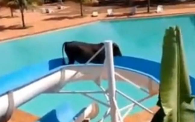El buey, en el tobogán del parque acuático. El buey, en el tobogán del parque acuático.