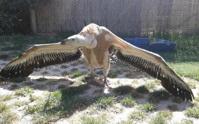 Buitre leonado en un centro de recuperación