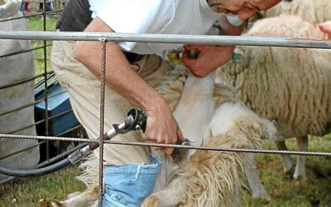 Esquilando ovejas.