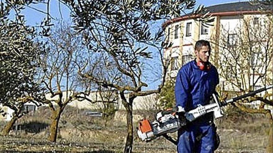 Trabajo con las olivas en Rioja Alavesa.