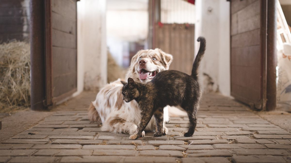 Un perro y un gato jugando juntos.