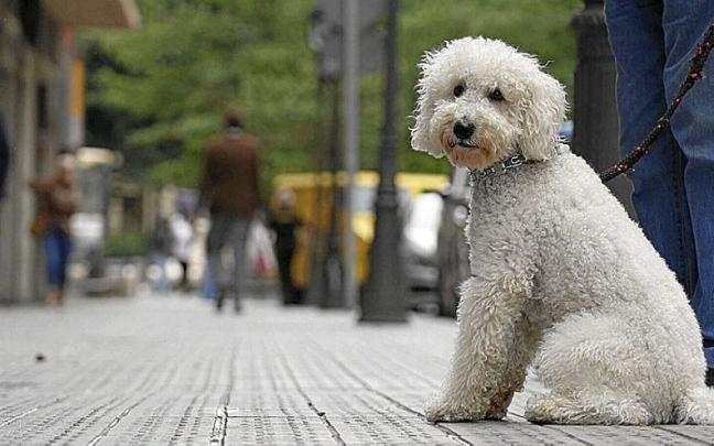 El censo de perros en la capital vizcaina asciende a los cerca de 40.000 .