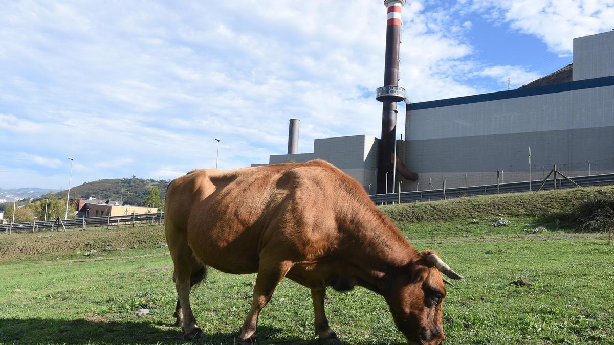 Una vaca pasta en las inmediaciones de la planta de reciclaje en la zona de Artibas en Bilbao.