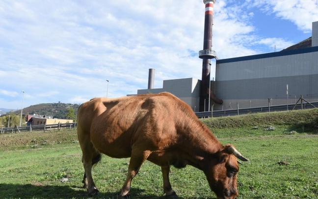 Una vaca pasta en las inmediaciones de la planta de reciclaje en la zona de Artibas en Bilbao.