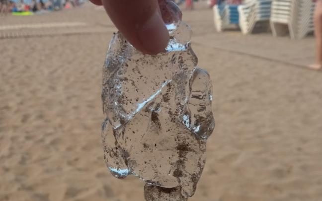 Una imagen del organismo aparecido en Gipuzkoa