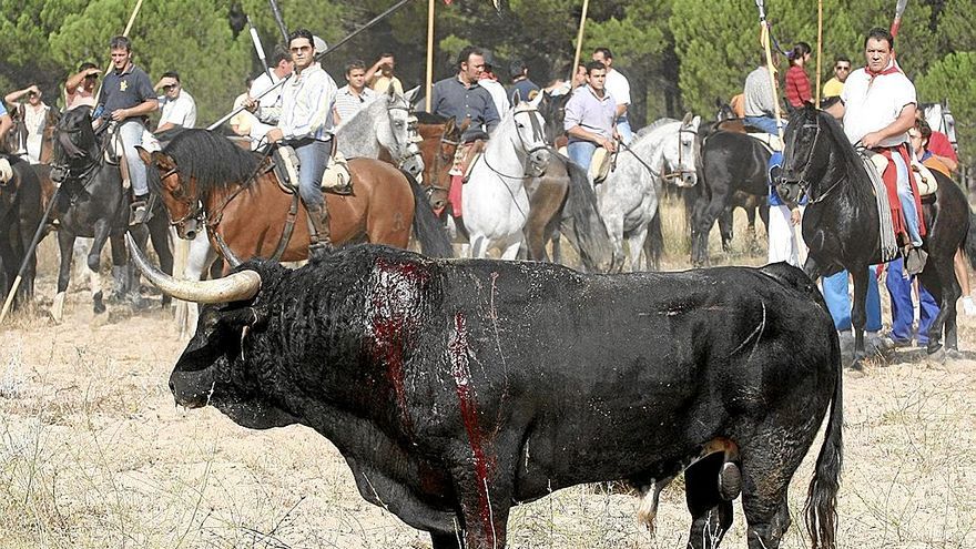 Imagen de la edición del toro de la Vega de 2006. | FOTO: EFE