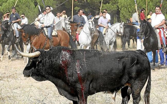 Imagen de la edici&oacute;n del toro de la Vega de 2006. | FOTO: EFE