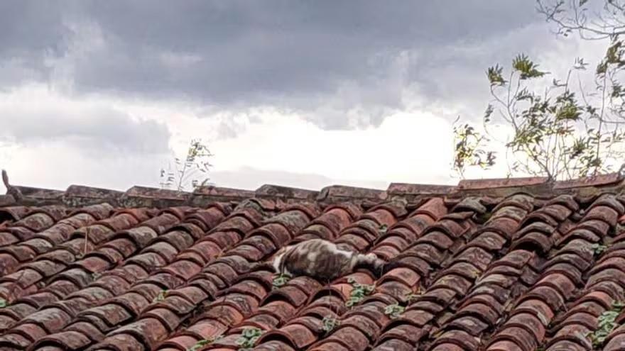 Gatos muertos sobre el tejado de la ermita