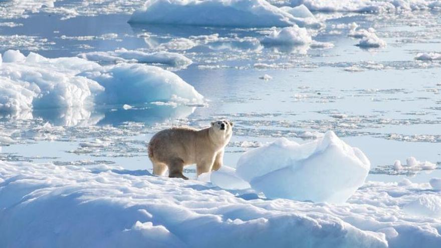 Un oso polar sobre un glaciar.
