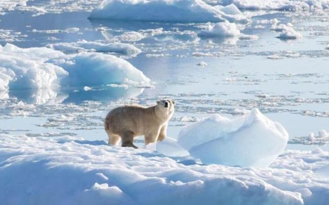 Un oso polar sobre un glaciar. Un oso polar sobre un glaciar.
