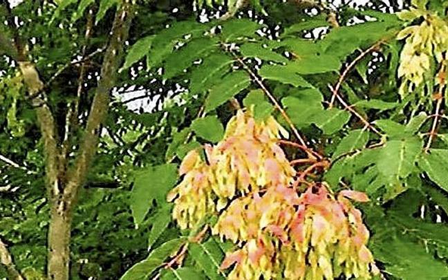 Ejemplar de ailanto.