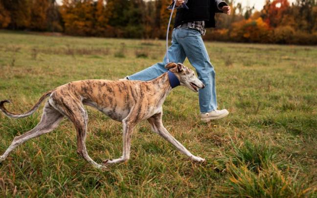 Salir a pasear y a hacer ejercicio es bueno tanto para los perros como para los humanos. Salir a pasear y a hacer ejercicio es bueno tanto para los perros como para los humanos.