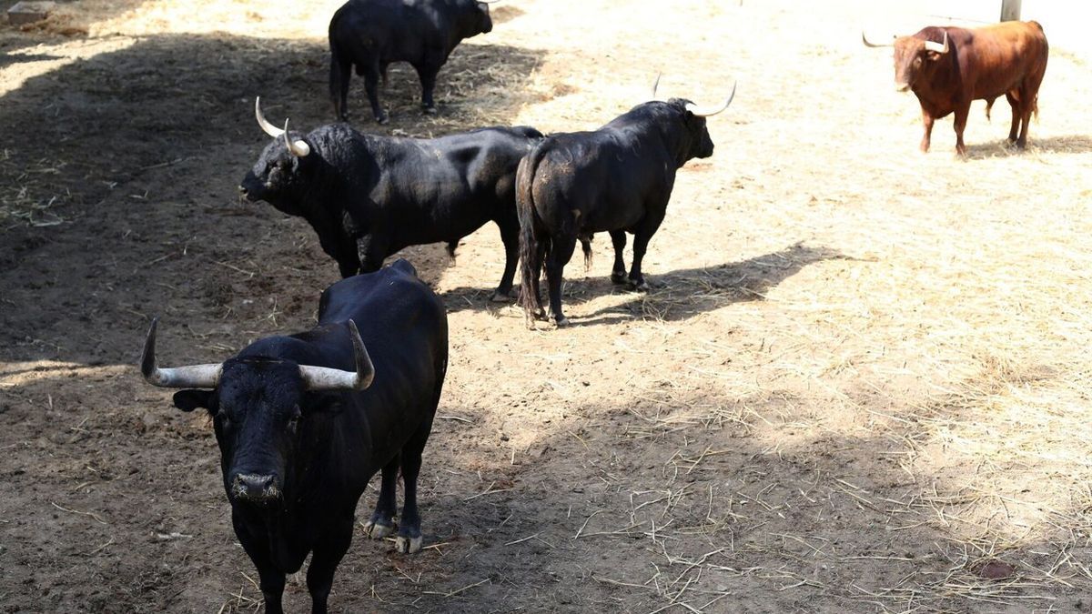 Toros de Victoriano del Rio Cortes en los Corrales del Gas