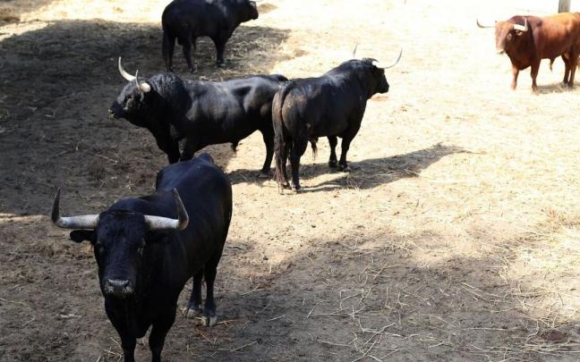 Toros de Victoriano del Rio Cortes en los Corrales del Gas