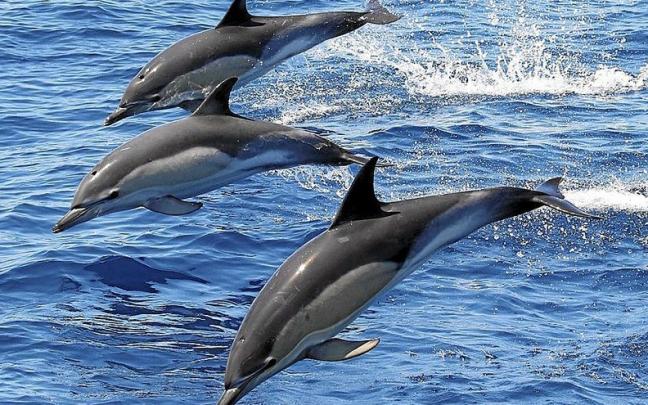 Santurtziko Baleak lleva siete años avistando cetáceos en el 100% de sus expediciones. | FOTO: GORKA OCIO