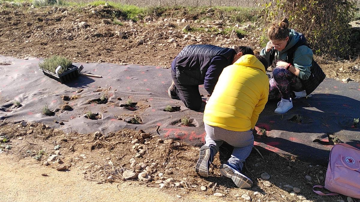 Plantación participativa en Estella-Lizarra.