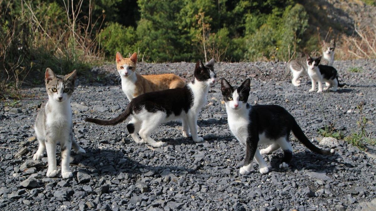 La asociaci&oacute;n Gaden se encarga del control y cuidado de las colonias de gatos