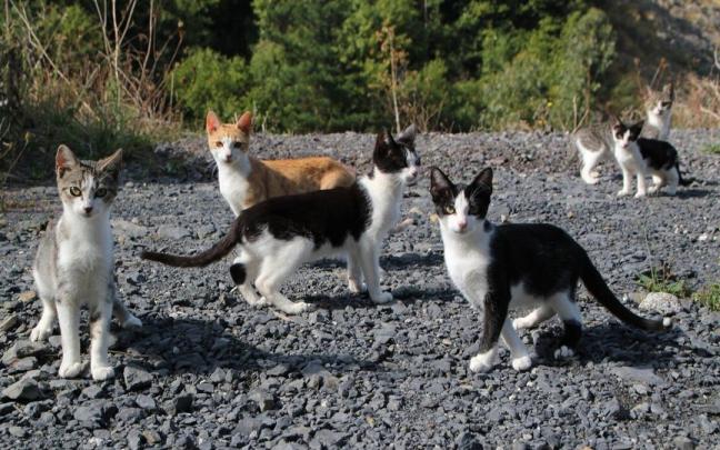 La asociaci&oacute;n Gaden se encarga del control y cuidado de las colonias de gatos