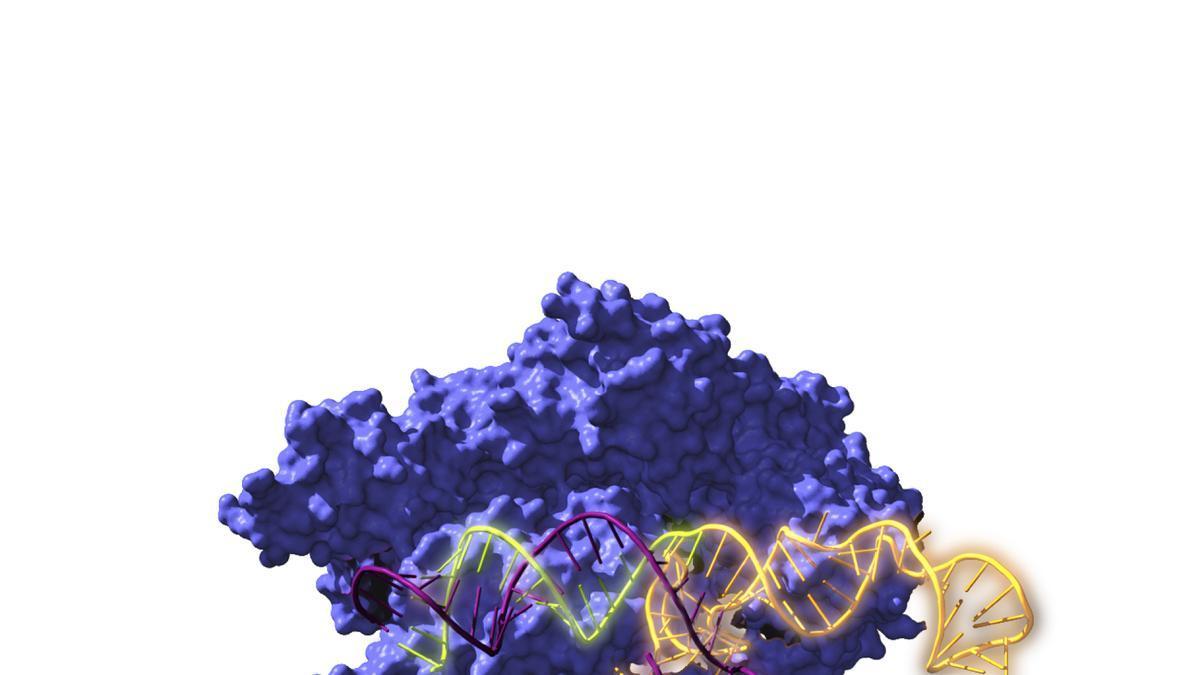 Una enzima del sistema CRISPR.