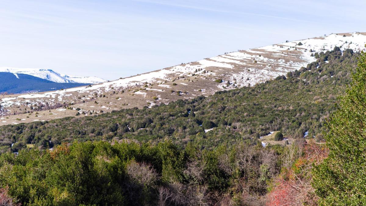 Este bosque de acebos soriano en los Montes Claros es el más grande de la península Ibérica.