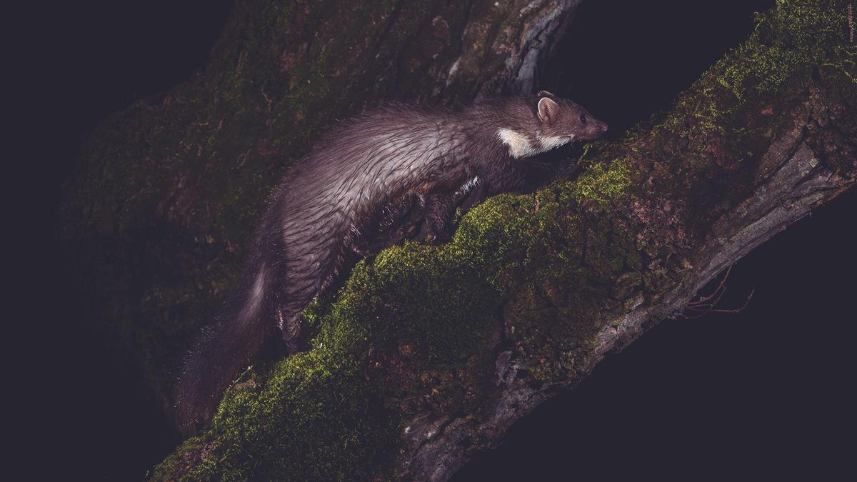 Garduña trepando por un tronco en mitad de la noche.