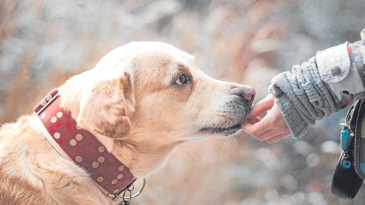 Las experiencias traumáticasprevias con un perro pueden marcar nuestra relación con estos animales.